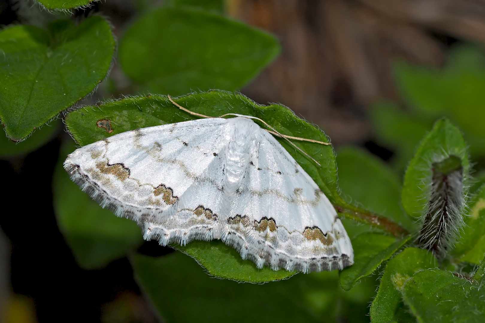 Schmuck-Kleinspanner (Scopula ornata) - L'Acidalie ornée, un petit bijou! 