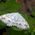 Schmuck-Kleinspanner (Scopula ornata) - L'Acidalie ornée, un petit bijou! 