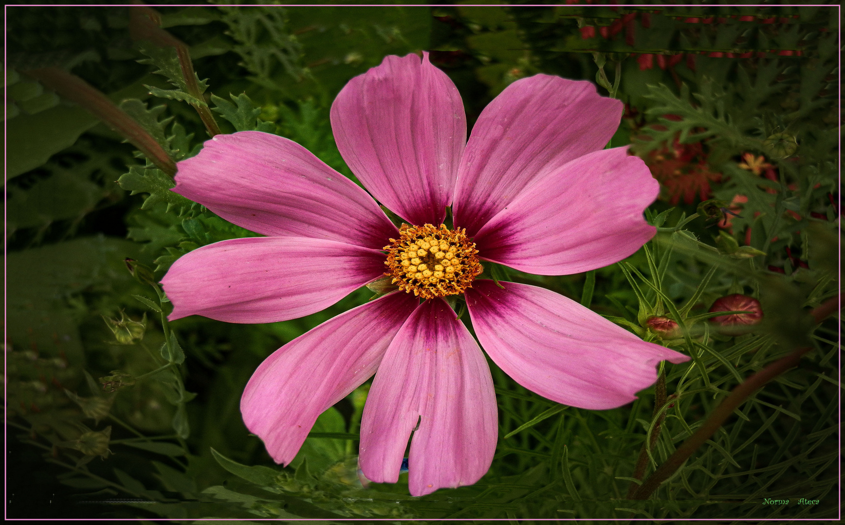 Schmuck Körbchen Foto & Bild | nature, natur, macro Bilder ...