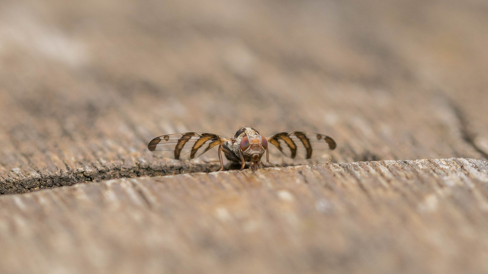 Schmuck-/Prachtfliege "Myennis octopunctata" Doku