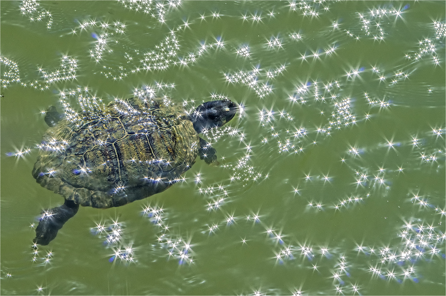 schmuck-schildkröte