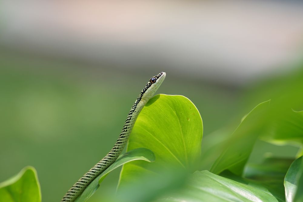 Schmuckbaumnatter Foto & Bild natur, tiere, thailand Bilder auf