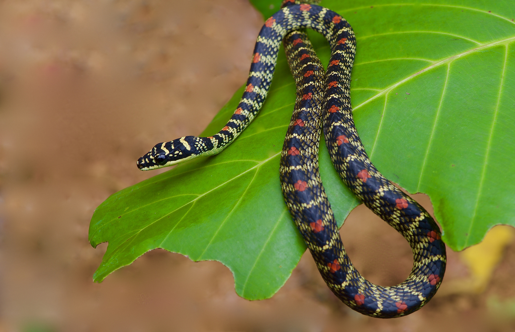 Schmuckbaumnatter Aus Dem Tropischen Regenwald Von Sri Lanka Foto Bild Tiere Wildlife Amphibien Reptilien Bilder Auf Fotocommunity