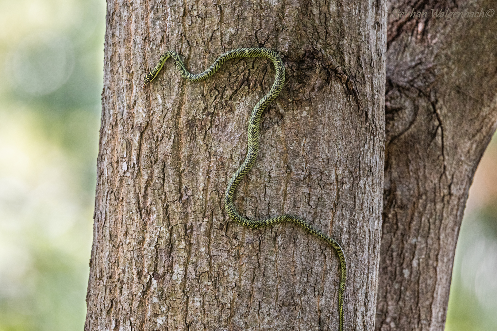 Schmuckbaumnatter (Chrysopelea)