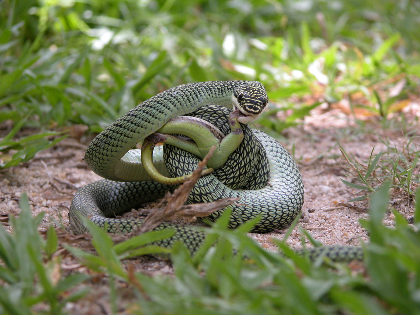 Schmuckbaumnatter erwischt einen Skink