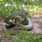 Schmuckbaumnatter erwischt einen Skink