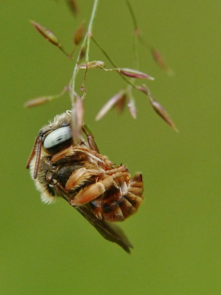 Schmuckbiene(Epeoloides coecutiens)