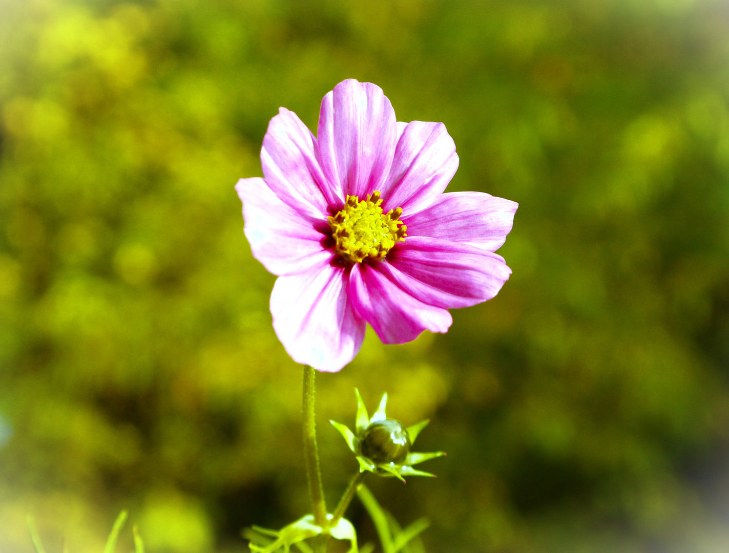 Schmuckblume / Familie der Korbblütler- Asteraceae (Herkunft USA / Mexiko)