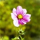 Schmuckblume / Familie der Korbblütler- Asteraceae (Herkunft USA / Mexiko)