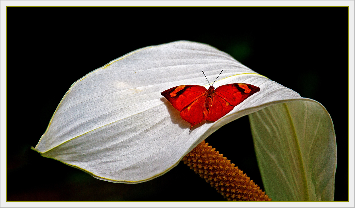 Schmucke Blüte