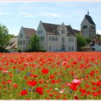 schmucker mohn