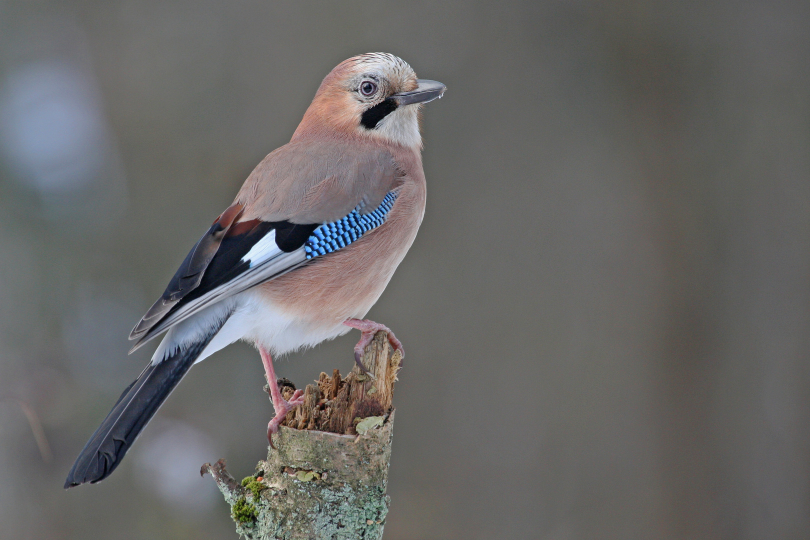 Schmucker Waldbewohner