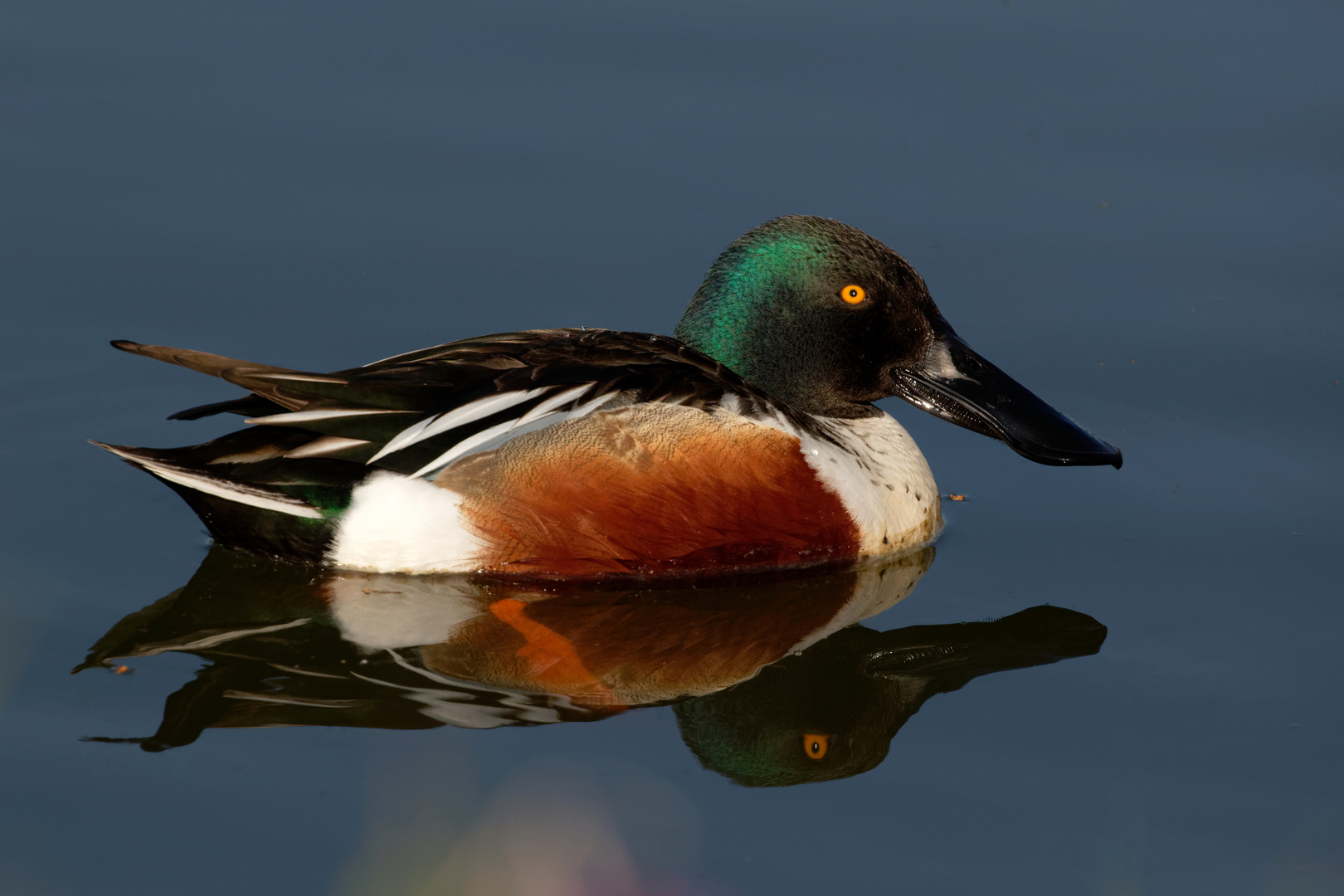 Schmuckes Kerlchen - Löffelenten-Erpel (Spatula clypeata, Syn.: Anas clypeata)