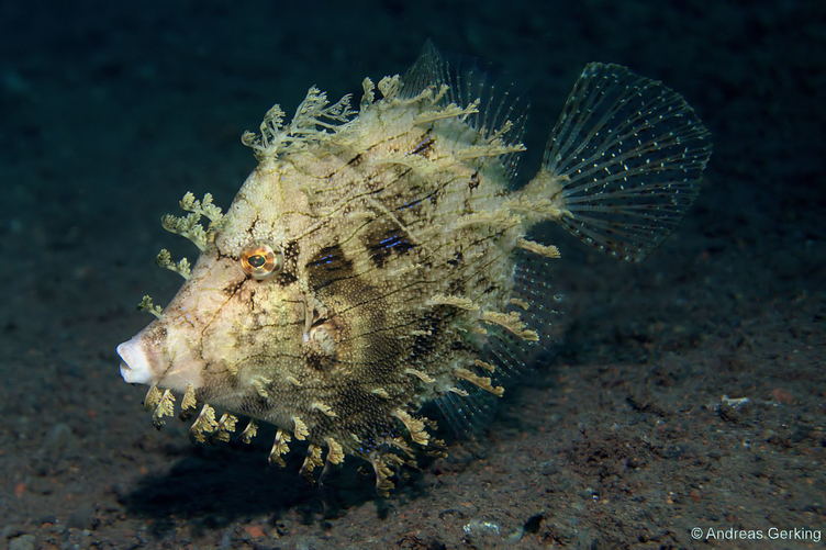 Schmuckfeilenfisch (Chaetodermis penicilligerus)