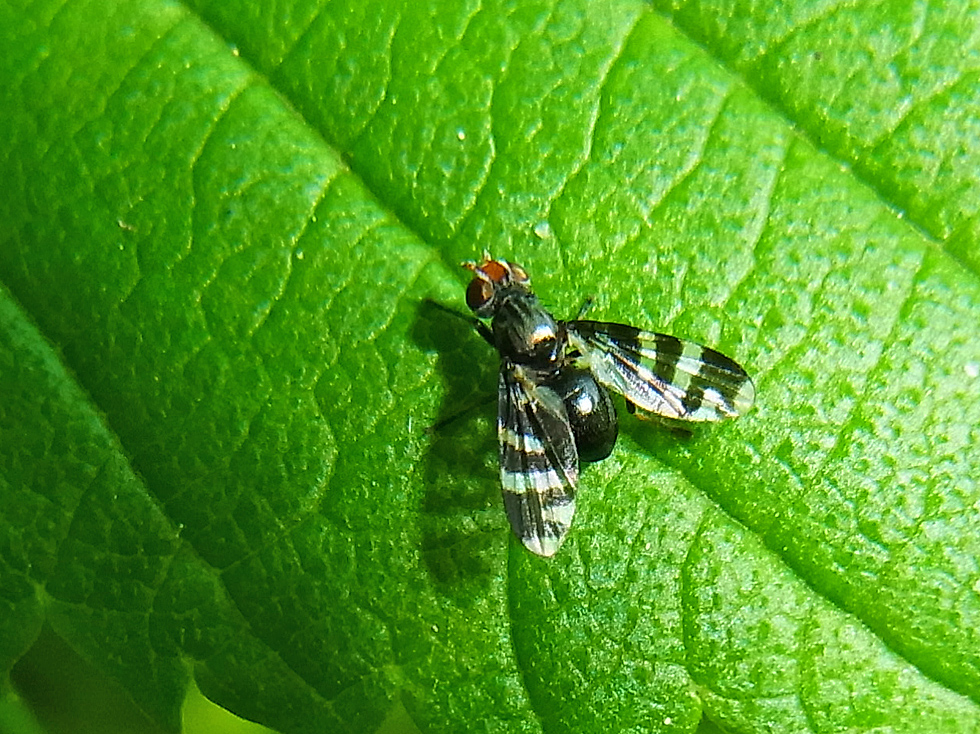 Schmuckfliege  3 mm