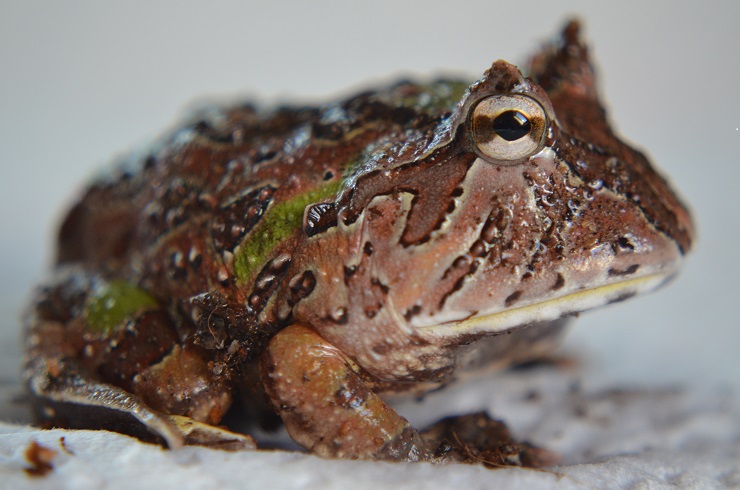 Schmuckhornfrosch