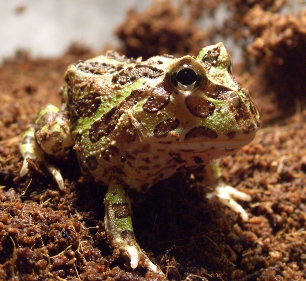 Schmuckhornfrosch - Ceratosphrys cranwelli