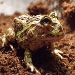 Schmuckhornfrosch - Ceratosphrys cranwelli