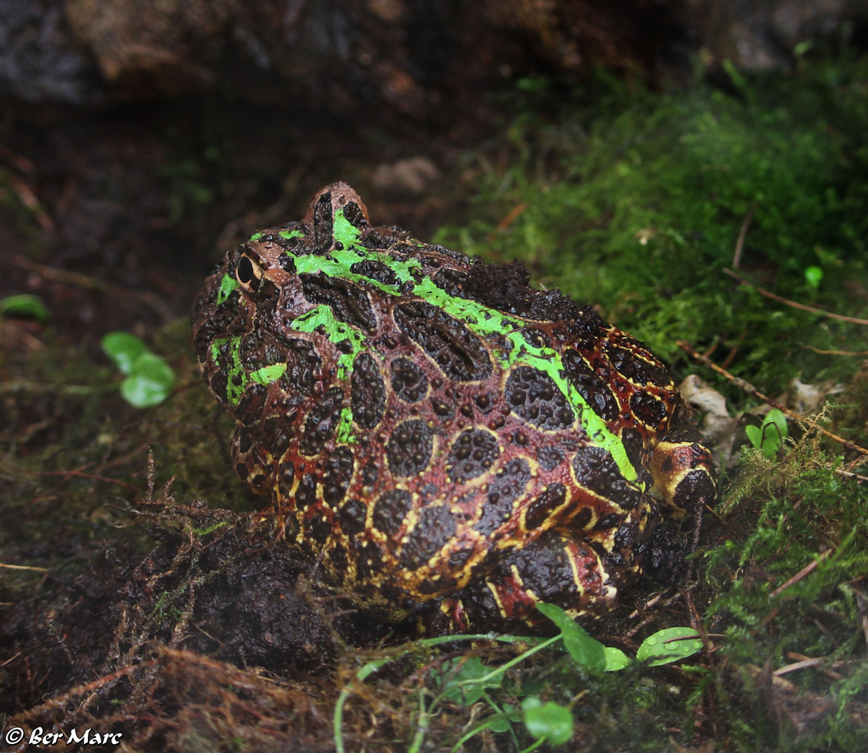 Schmuckhornfrosch