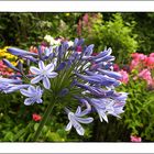 Schmuckilie - Liebesblume (Agapanthus) ......