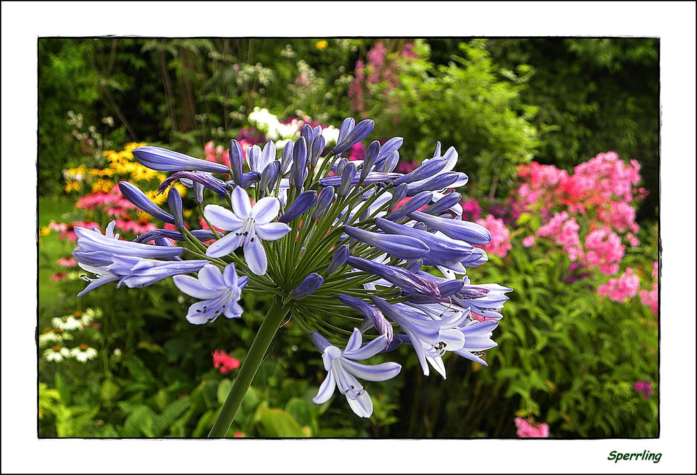 Schmuckilie - Liebesblume (Agapanthus) ......