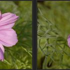 _ Schmuckkörbchen (Cosmea) _