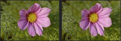 _ Schmuckkörbchen (Cosmea) _