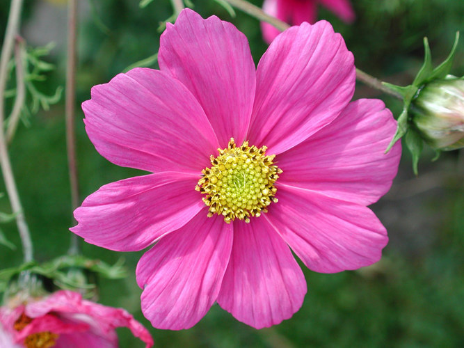 55+ Schoko Cosmea Winterhart, Eine im kübel gehaltene cosmea bringen