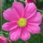 Schmuckkörbchen (Cosmea)