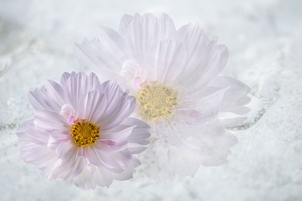  Schmuckkörbchen Cosmea 