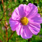 Schmuckkörbchen (Cosmea bipinnata)