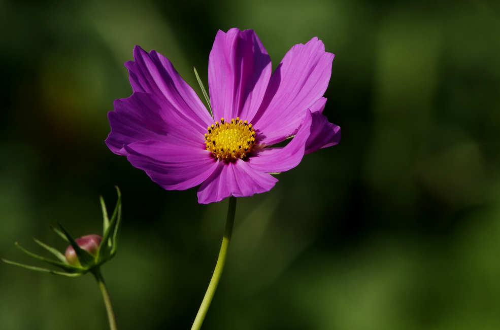 Schmuckkörbchen (Cosmea)