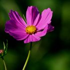 Schmuckkörbchen (Cosmea)