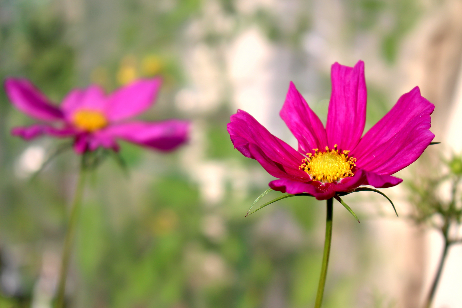 Schmuckkörbchen (Cosmea) in Blüte