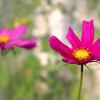 Schmuckkörbchen (Cosmea) in Blüte