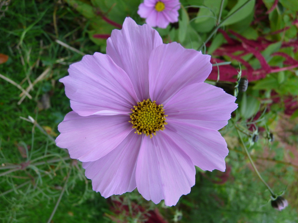 Schmuckkörbchen (Cosmos bipinnatus).