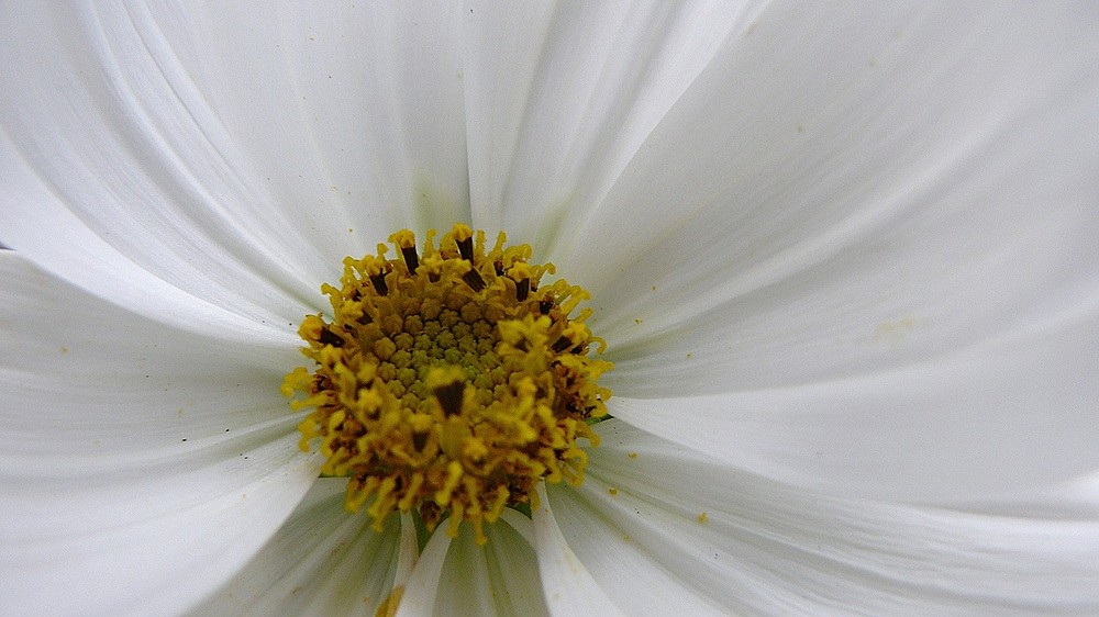 Schmuckkörbchen (Cosmos bipinnatus)