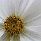 Schmuckkörbchen (Cosmos bipinnatus)