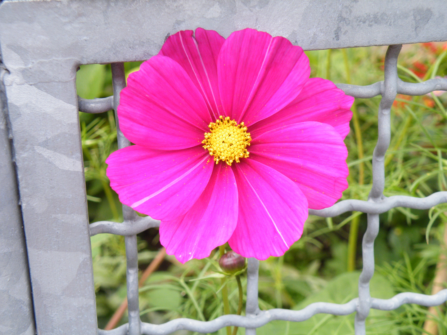 Schmuckkörbchen Cosmos bipinnatus