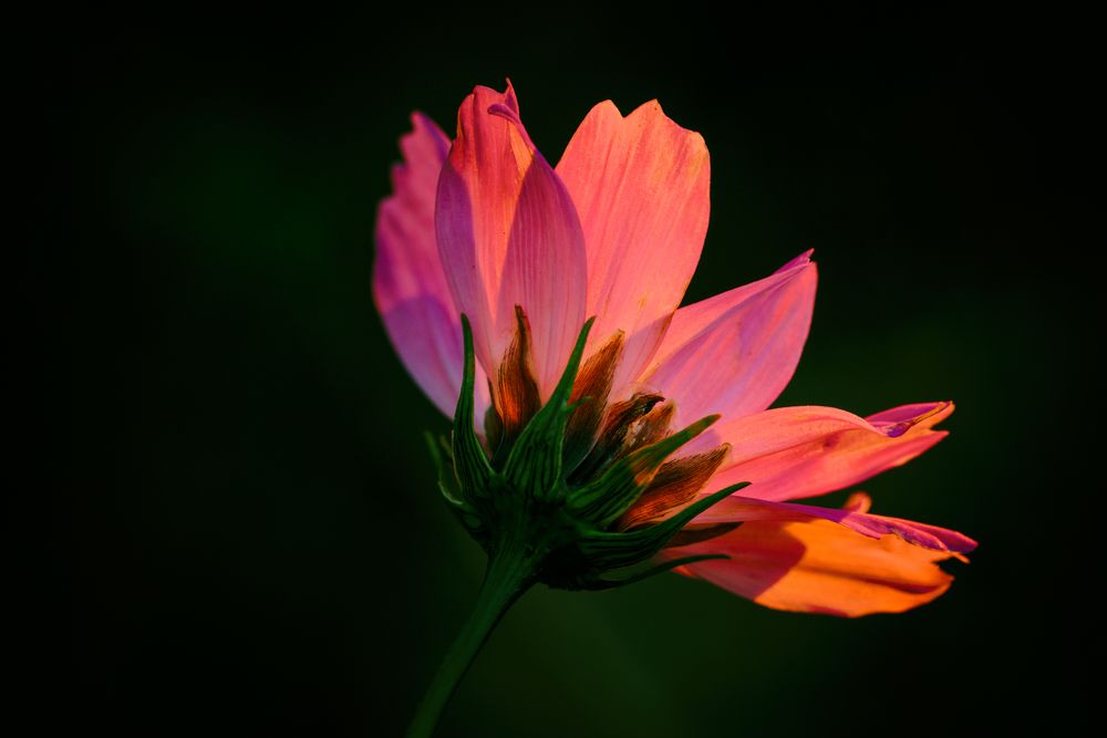 Schmuckkörbchen (Cosmos bipinnatus), garden cosmos