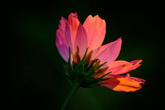 Schmuckkörbchen (Cosmos bipinnatus), garden cosmos