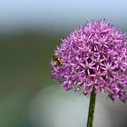 Schmucklauch - Allium christophii