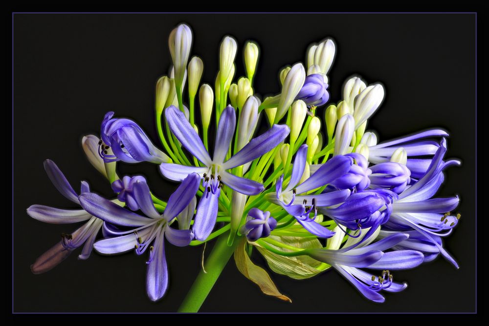 Schmucklilie Agapanthus 01