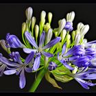 Schmucklilie Agapanthus 01