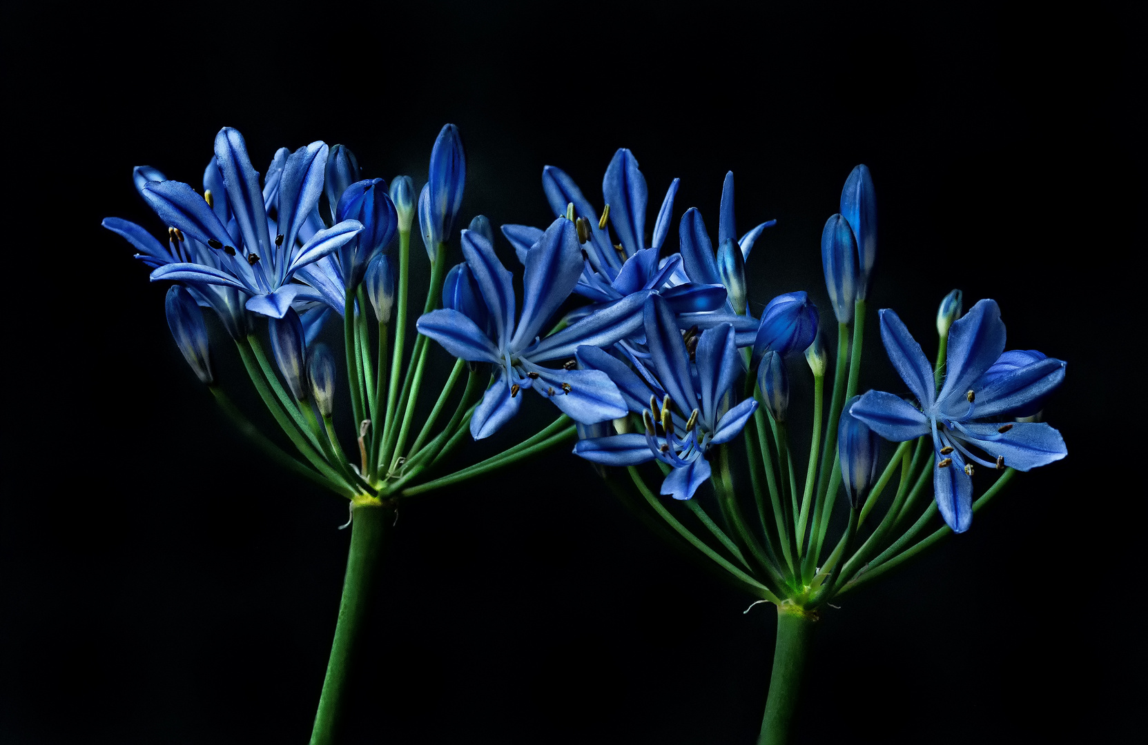 Schmucklilie (Agapanthus)