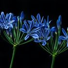 Schmucklilie (Agapanthus)