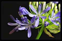 Schmucklilie Agapanthus 03