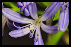 Schmucklilie Agapanthus 04