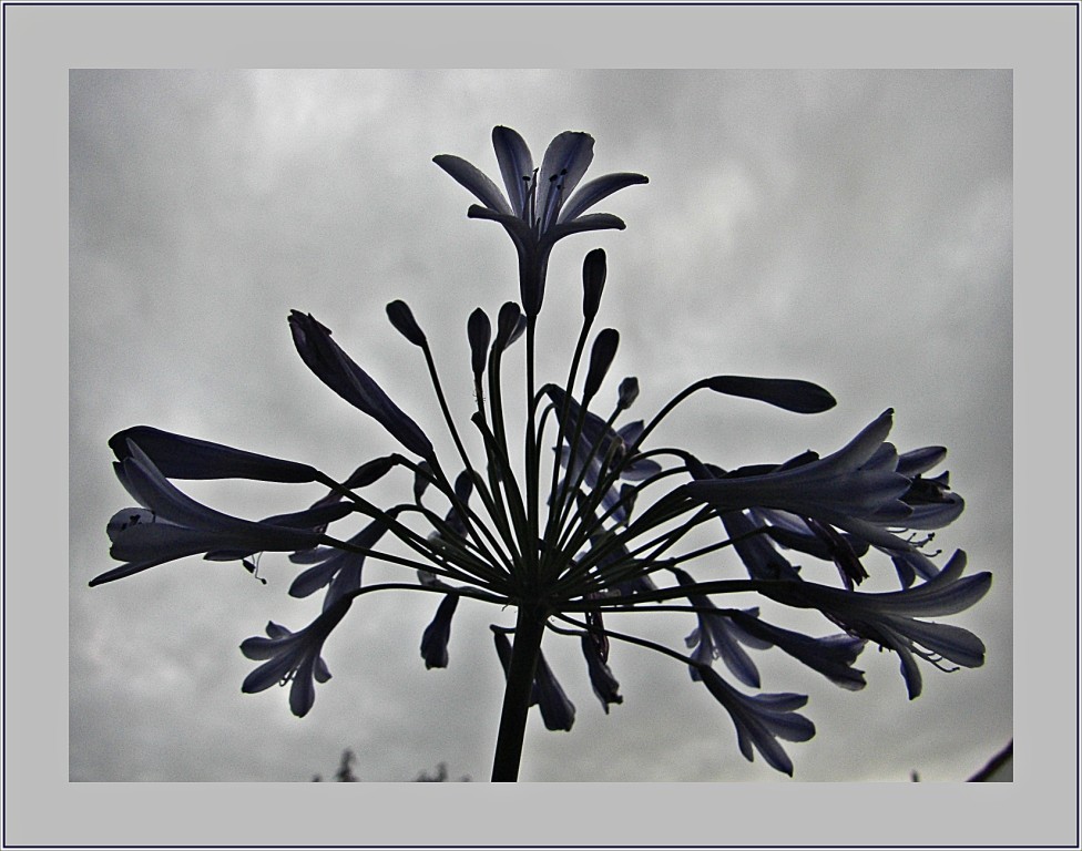 Schmucklilie (Agapanthus)