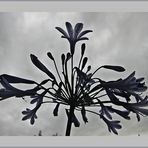 Schmucklilie (Agapanthus)